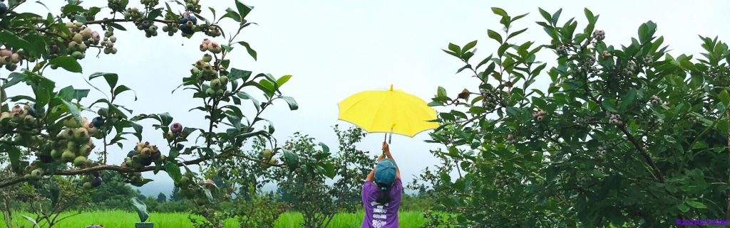 畑の中で傘をさす長女